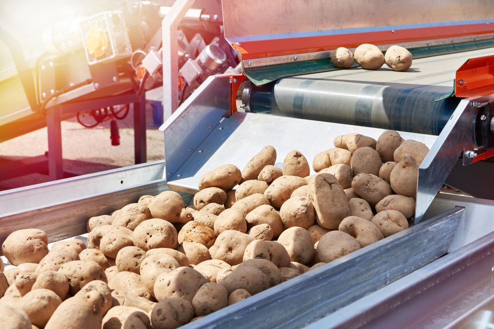 convoyeur pour pommes de terre